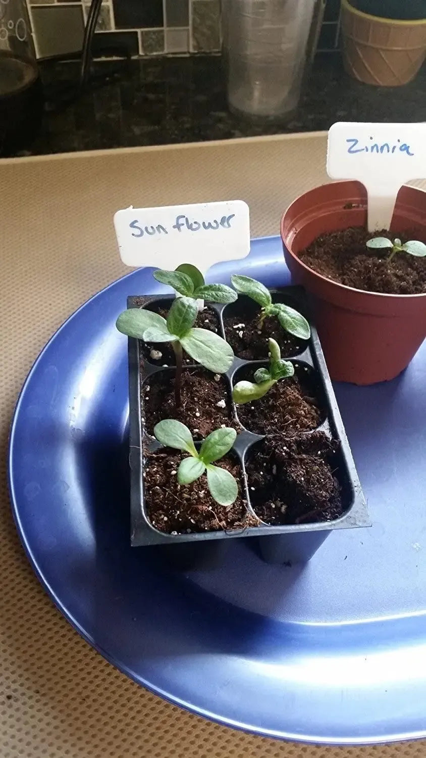 Augalų žymekliai sėkloms ir daigams, 10 vnt., plastikiniai žymekliai sodinukams su rašomaisiais laukeliais.