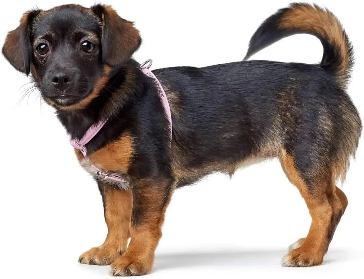 Odines šunų petnešos su Swarovski kristalais, M-L dydis, juodos spalvos, su reguliuojamais sagtimis ir dekoratyviniais kristalais.