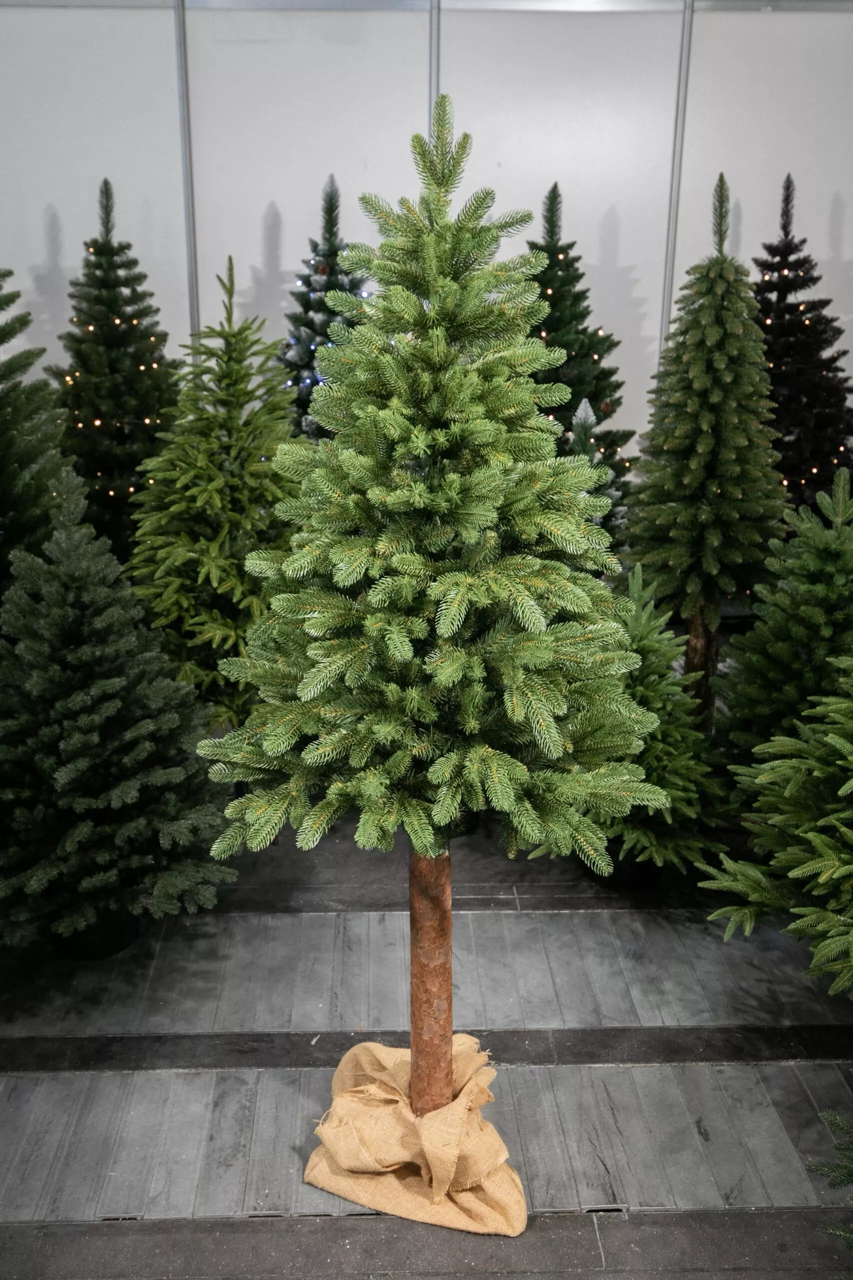 220 cm  Kalėdinė eglutė „Skandinaviškas kėnis“