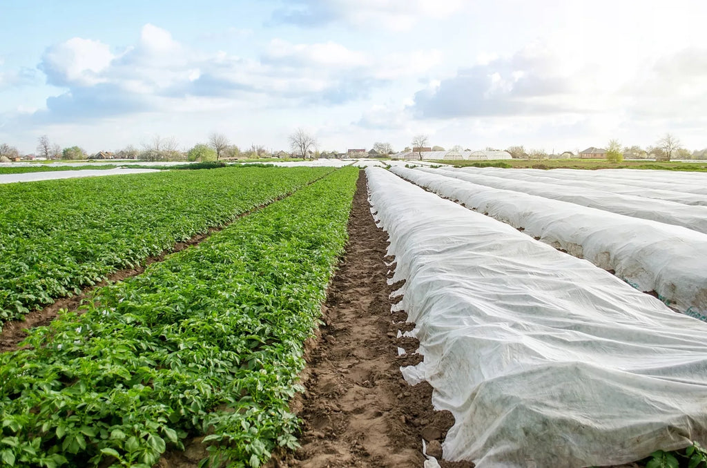 Agroplėvelė 1,6 x 10 m pavasarinė balta 17 g/m²