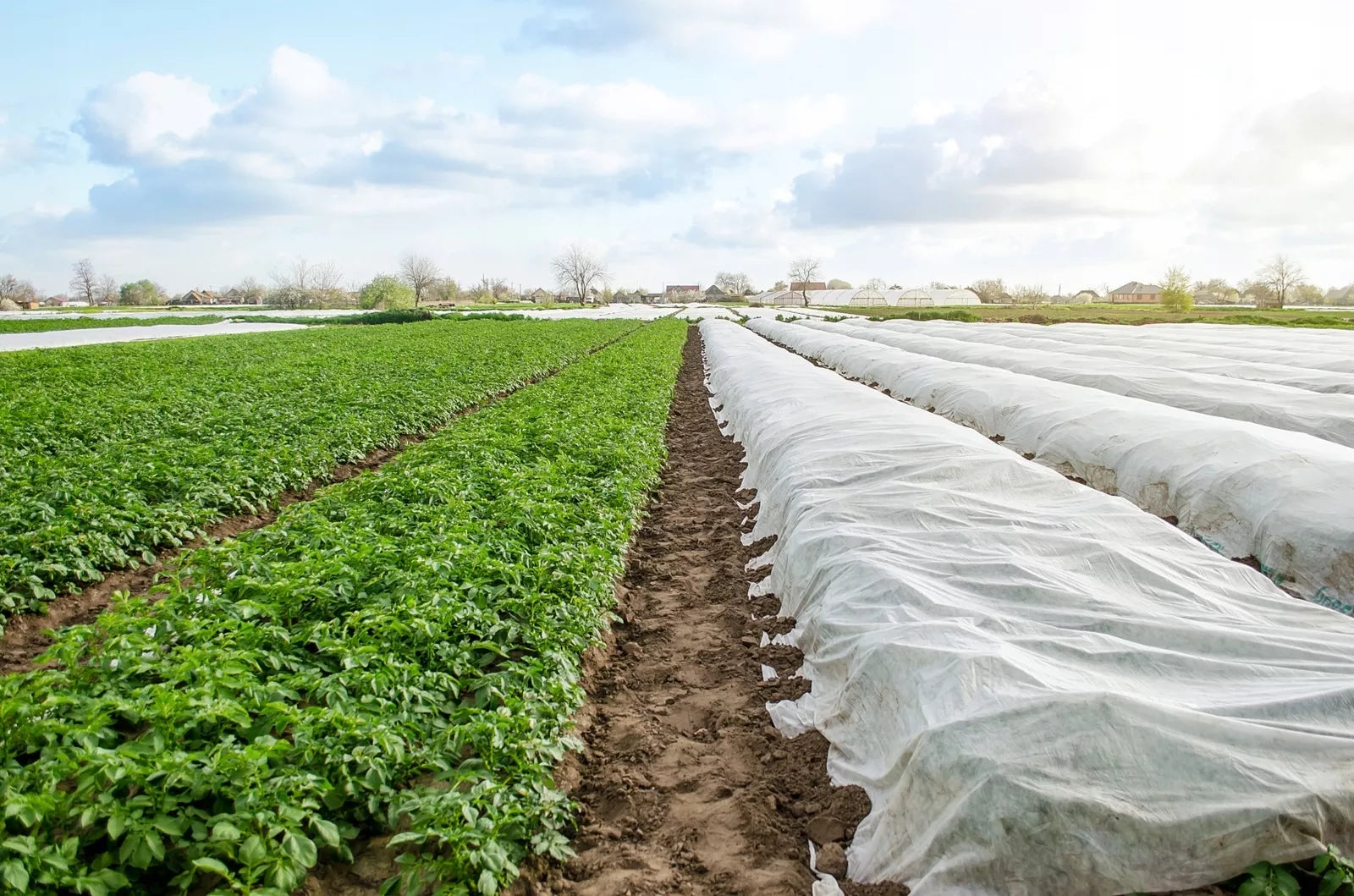 Agroplėvelė 1,6 x 10 m pavasarinė balta 17 g/m²