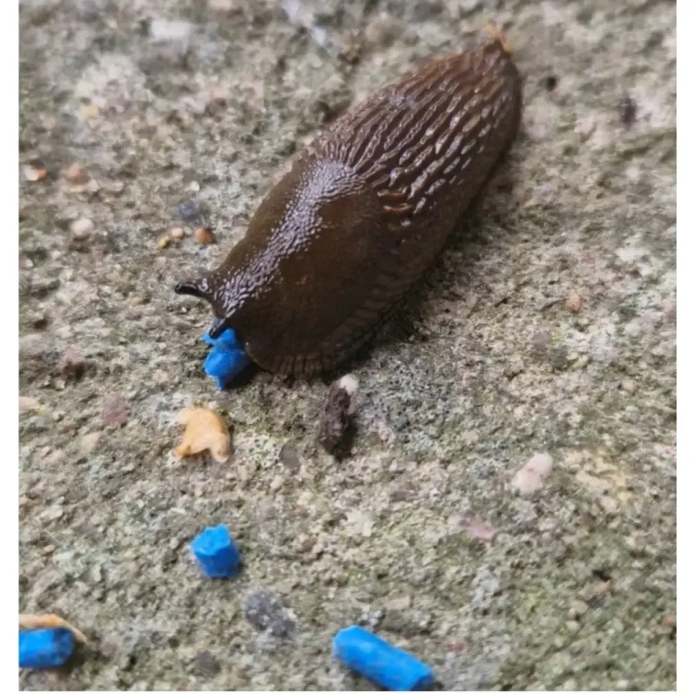 FERRONITE SLUG GRANULE moliuskocidas nuo šliužų ir sraigių, 1 kg granulių pakuotė lauke ar sode.