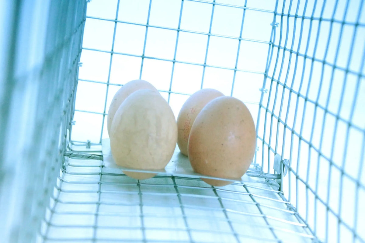 Dzīvnieku būris–slazds 35 × 17 × 20 cm