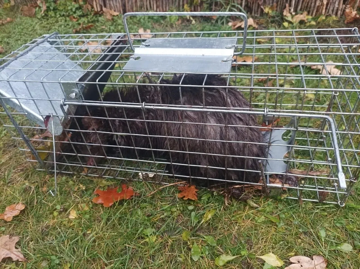 Narvas gyvagai gaudyti 50x17x20 cm, saugus ir humaniškas kenkėjų gaudymo įrankis, tinka namų naudojimui.