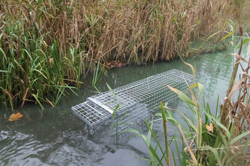 Narvas, spąstai, gaudyklė su kamera jaukui