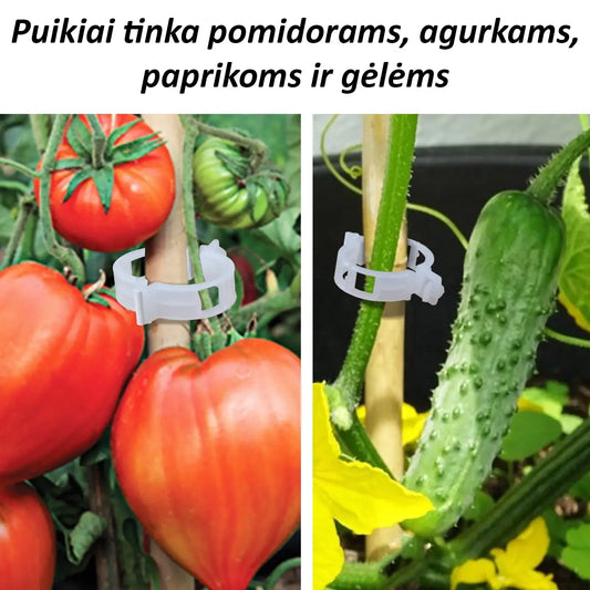 Pomidorų segtukai, 50 vnt., maisto priedai, naudojami pomidorų laikymui ir užkandžių ruošimui.
